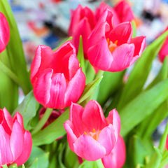 Tulip Bulbs Christmas Marvel Blooms Species Growing Bonsai Roots Rhizomes Corms Tubers Potted Planting Reblooming Fragrant Garden Flower Seeds Plant