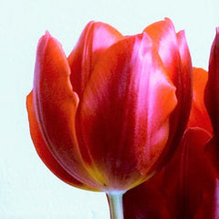 Tulip Bulbs Couleur Cardinal Blooms Species Growing Bonsai Roots Rhizomes Corms Tubers Potted Planting Reblooming Fragrant Garden Flower Seeds Plant
