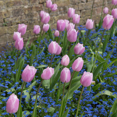 Tulip Bulbs Dreaming Maid Blooms Species Growing Bonsai Roots Rhizomes Corms Tubers Potted Planting Reblooming Fragrant Garden Flower Seeds Plant