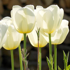 Tulip Bulbs Francoise Blooms Species Growing Bonsai Roots Rhizomes Corms Tubers Potted Planting Reblooming Fragrant Garden Flower Seeds Plant