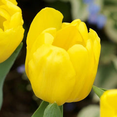 Sunny Day Blend - Tulip Bulbs & Hyacinth Blend Blooms Species Growing Bonsai Roots Rhizomes Corms Tubers Potted Planting Reblooming Fragrant Garden Flower Seeds Plant