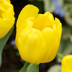 Tulip Bulbs Monte Carlo Blooms Species Growing Bonsai Roots Rhizomes Corms Tubers Potted Planting Reblooming Fragrant Garden Flower Seeds Plant - Seedsplant