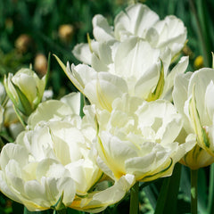 Tulip Bulbs Mount Tacoma Blooms Species Growing Bonsai Roots Rhizomes Corms Tubers Potted Planting Reblooming Fragrant Garden Flower Seeds Plant