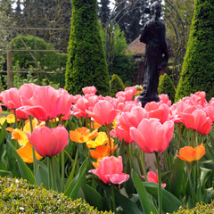 Tulip Bulbs Pink Impression Blooms Species Growing Bonsai Roots Rhizomes Corms Tubers Potted Planting Reblooming Fragrant Garden Flower Seeds Plant - Seedsplant
