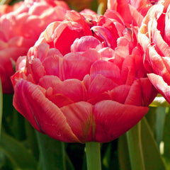 Tulip Bulbs Renown's Unique Blooms Species Growing Bonsai Roots Rhizomes Corms Tubers Potted Planting Reblooming Fragrant Garden Flower Seeds Plant - Seedsplant
