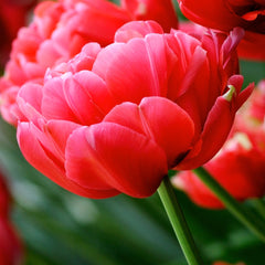 Tulip Bulbs Renown's Unique Blooms Species Growing Bonsai Roots Rhizomes Corms Tubers Potted Planting Reblooming Fragrant Garden Flower Seeds Plant - Seedsplant