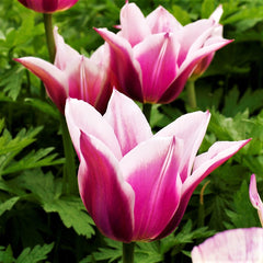 Tulip Bulbs Ballade Blooms Species Growing Bonsai Roots Rhizomes Corms Tubers Potted Planting Reblooming Fragrant Garden Flower Seeds Plant