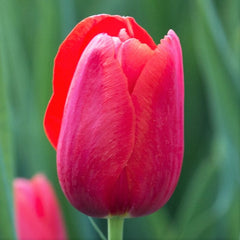 Tulip Bulbs Couleur Cardinal Blooms Species Growing Bonsai Roots Rhizomes Corms Tubers Potted Planting Reblooming Fragrant Garden Flower Seeds Plant