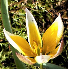 Tulip Bulbs Dasystemon Tarda Blooms Species Growing Bonsai Roots Rhizomes Corms Tubers Potted Planting Reblooming Fragrant Garden Flower Seeds Plant - Seedsplant