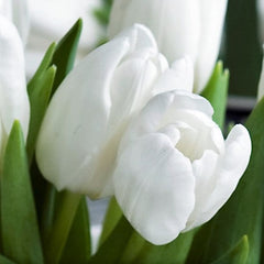 Tulip Bulbs Maureen Blooms Species Growing Bonsai Roots Rhizomes Corms Tubers Potted Planting Reblooming Fragrant Garden Flower Seeds Plant
