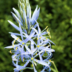 Camassia Cusickii Wild Hyacinth Bulbs Blooms Species Growing Bonsai Roots Rhizomes Corms Tubers Potted Planting Reblooming Fragrant Garden Flower Seeds Plant Gardening