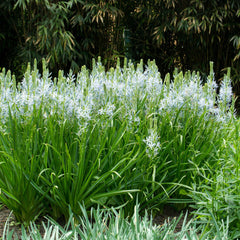 Camassia Cusickii Wild Hyacinth Bulbs Blooms Species Growing Bonsai Roots Rhizomes Corms Tubers Potted Planting Reblooming Fragrant Garden Flower Seeds Plant Gardening