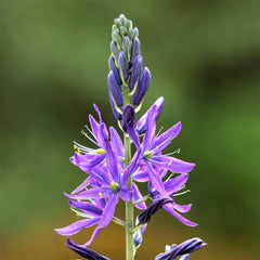 Camassia Esculenta Indian Hyacinth Bulbs Blooms Species Growing Bonsai Roots Rhizomes Corms Tubers Potted Planting Reblooming Fragrant Garden Flower Seeds Plant Gardening