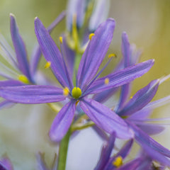 Camassia Esculenta Indian Hyacinth Bulbs Blooms Species Growing Bonsai Roots Rhizomes Corms Tubers Potted Planting Reblooming Fragrant Garden Flower Seeds Plant Gardening