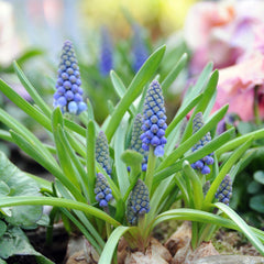 Grape Hyacinth Blue Bulbs Blooms Species Growing Bonsai Roots Rhizomes Corms Tubers Potted Planting Reblooming Fragrant Garden Flower Seeds Plant Gardening