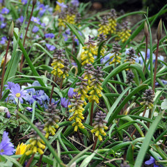 Grape Hyacinth Golden Fragrance Bulbs Blooms Species Growing Bonsai Roots Rhizomes Corms Tubers Potted Planting Reblooming Fragrant Garden Flower Seeds Plant Gardening