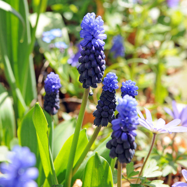 Grape Hyacinth Latifolium Bulbs Blooms Species Growing Bonsai Roots Rhizomes Corms Tubers Potted Planting Reblooming Fragrant Garden Flower Seeds Plant Gardening