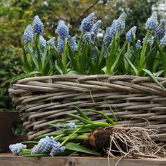 Grape Hyacinth Ocean Magic Bulbs Blooms Species Growing Bonsai Roots Rhizomes Corms Tubers Potted Planting Reblooming Fragrant Garden Flower Seeds Plant Gardening