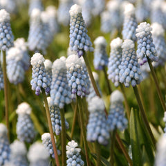 Grape Hyacinth Ocean Magic Bulbs Blooms Species Growing Bonsai Roots Rhizomes Corms Tubers Potted Planting Reblooming Fragrant Garden Flower Seeds Plant Gardening