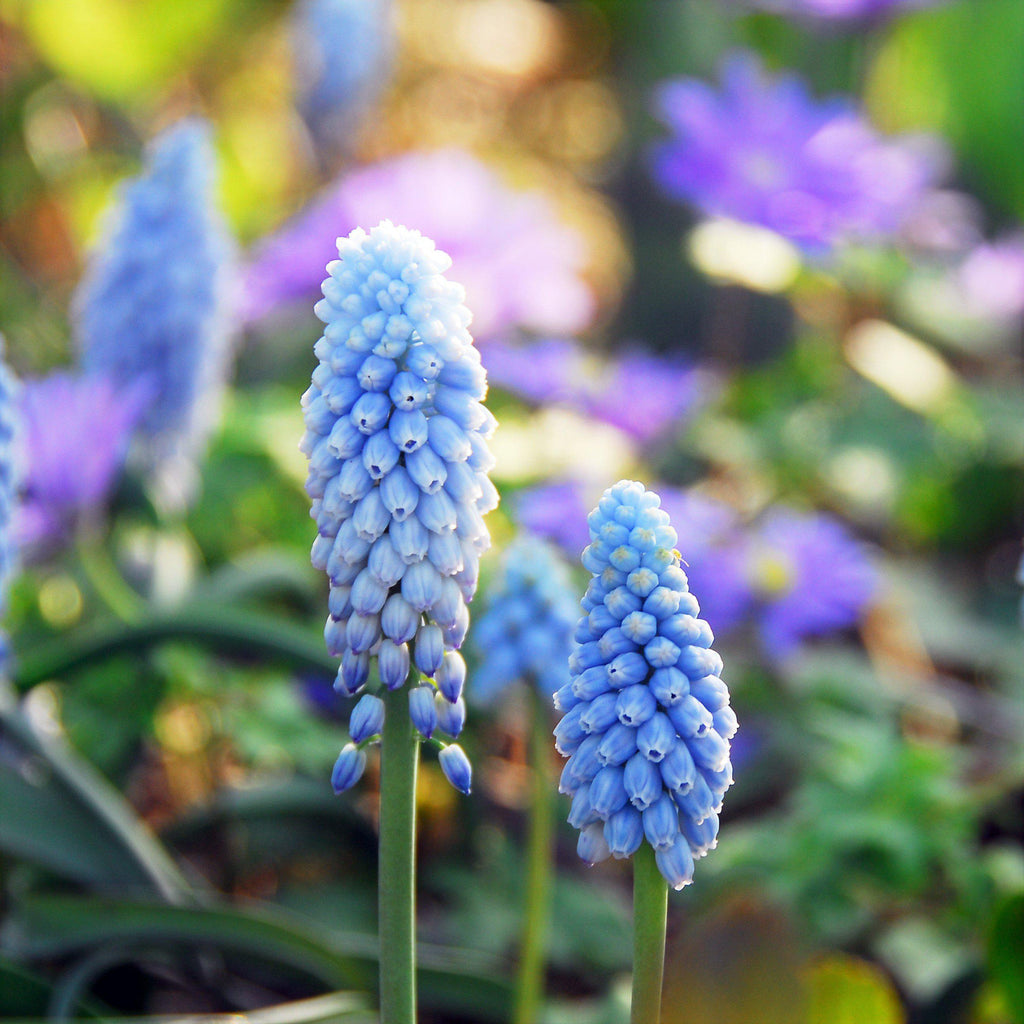 Grape Hyacinth Valerie Finnis Bulbs Blooms Species Growing Bonsai Roots Rhizomes Corms Tubers Potted Planting Reblooming Fragrant Garden Flower Seeds Plant Gardening