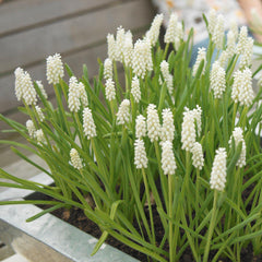 Grape Hyacinth White Bulbs Blooms Species Growing Bonsai Roots Rhizomes Corms Tubers Potted Planting Reblooming Fragrant Garden Flower Seeds Plant Gardening
