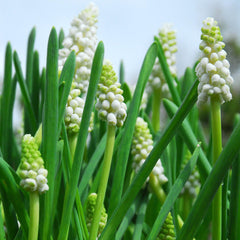 Grape Hyacinth White Bulbs Blooms Species Growing Bonsai Roots Rhizomes Corms Tubers Potted Planting Reblooming Fragrant Garden Flower Seeds Plant Gardening