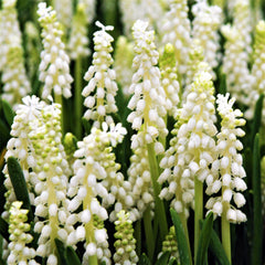 Grape Hyacinth White Bulbs Blooms Species Growing Bonsai Roots Rhizomes Corms Tubers Potted Planting Reblooming Fragrant Garden Flower Seeds Plant Gardening
