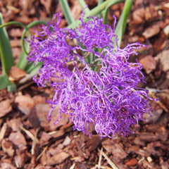 Grape Hyacinth Plumosum Bulbs Blooms Species Growing Bonsai Roots Rhizomes Corms Tubers Potted Planting Reblooming Fragrant Garden Flower Seeds Plant Gardening - Seedsplant