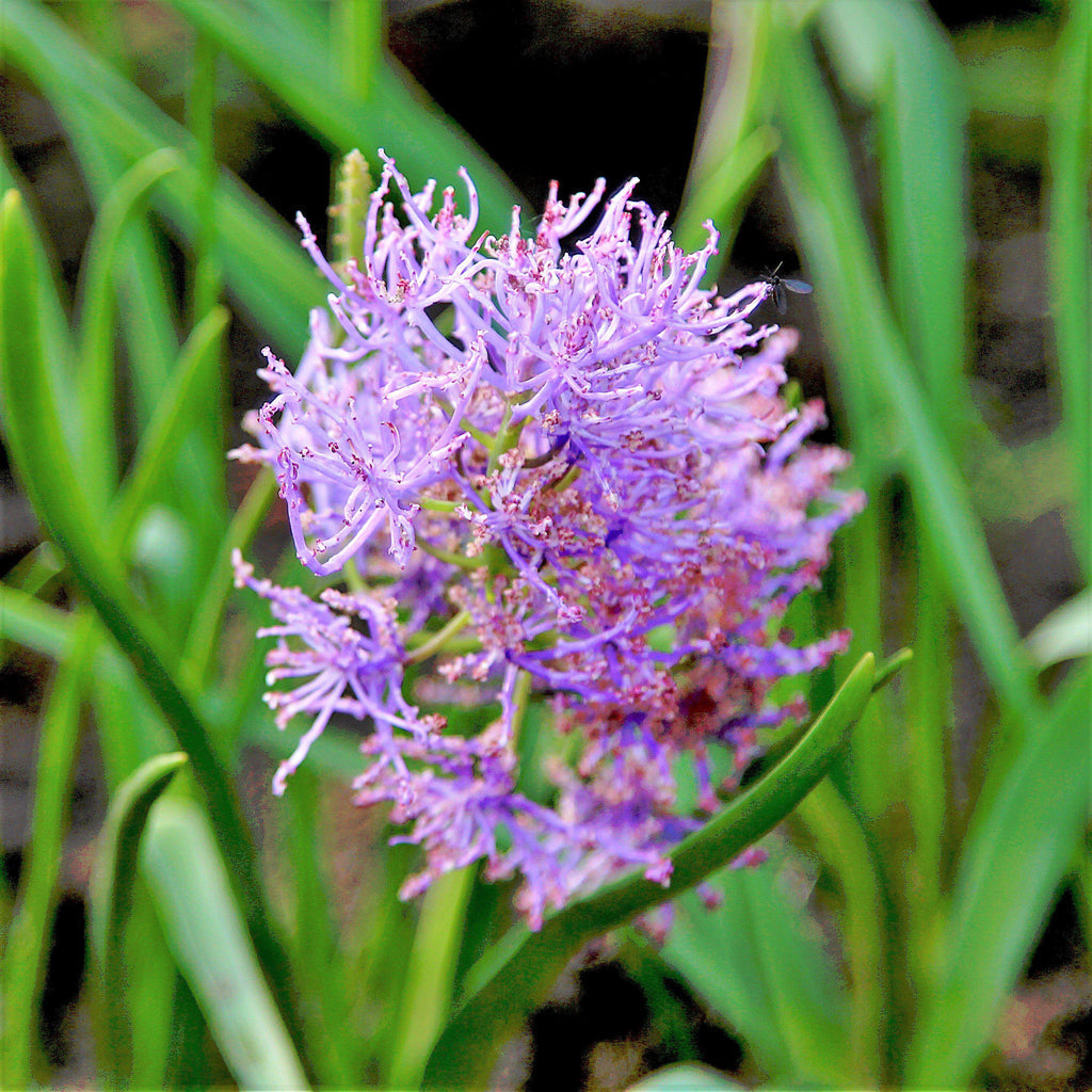 Grape Hyacinth Plumosum Bulbs Blooms Species Growing Bonsai Roots Rhizomes Corms Tubers Potted Planting Reblooming Fragrant Garden Flower Seeds Plant Gardening - Seedsplant