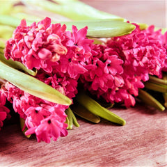 Hyacinth Jan Bos Bulbs Blooms Species Growing Bonsai Roots Rhizomes Corms Tubers Potted Planting Reblooming Fragrant Garden Flower Seeds Plant Gardening - Seedsplant