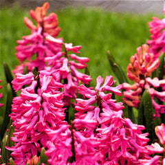 Hyacinth Jan Bos Bulbs Blooms Species Growing Bonsai Roots Rhizomes Corms Tubers Potted Planting Reblooming Fragrant Garden Flower Seeds Plant Gardening - Seedsplant