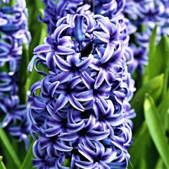 Sunny Day Blend - Tulip Bulbs & Hyacinth Blend Blooms Species Growing Bonsai Roots Rhizomes Corms Tubers Potted Planting Reblooming Fragrant Garden Flower Seeds Plant