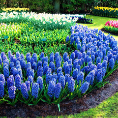 Blue Jacket Hyacinth Bulbs Blooms Species Growing Bonsai Roots Rhizomes Corms Tubers Potted Planting Reblooming Fragrant Garden Flower Seeds Plant Gardening