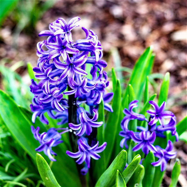 Sunny Day Blend Hyacinth Blend Bulbs Blooms Species Growing Bonsai Roots Rhizomes Corms Tubers Potted Planting Reblooming Fragrant Garden Flower Seeds Plant Gardening
