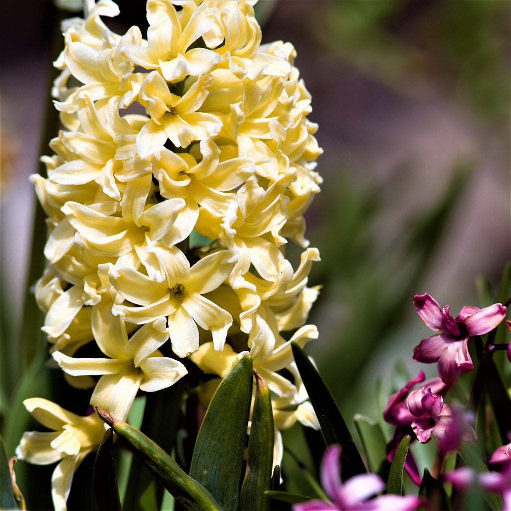 Hyacinth City of Harlem Bulbs Blooms Species Growing Bonsai Roots Rhizomes Corms Tubers Potted Planting Reblooming Fragrant Garden Flower Seeds Plant Gardening - Seedsplant