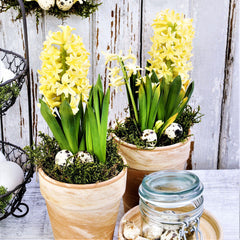 Hyacinth City of Harlem Bulbs Blooms Species Growing Bonsai Roots Rhizomes Corms Tubers Potted Planting Reblooming Fragrant Garden Flower Seeds Plant Gardening - Seedsplant