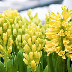 Hyacinth City of Harlem Bulbs Blooms Species Growing Bonsai Roots Rhizomes Corms Tubers Potted Planting Reblooming Fragrant Garden Flower Seeds Plant Gardening - Seedsplant