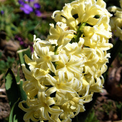 Hyacinth City of Harlem Bulbs Blooms Species Growing Bonsai Roots Rhizomes Corms Tubers Potted Planting Reblooming Fragrant Garden Flower Seeds Plant Gardening - Seedsplant