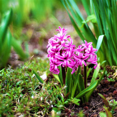 Fondant Hyacinth Bulbs Blooms Species Growing Bonsai Roots Rhizomes Corms Tubers Potted Planting Reblooming Fragrant Garden Flower Seeds Plant Gardening