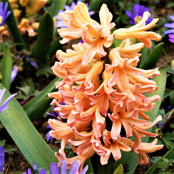 Gypsy Queen Hyacinth Bulbs Blooms Species Growing Bonsai Roots Rhizomes Corms Tubers Potted Planting Reblooming Fragrant Garden Flower Seeds Plant Gardening
