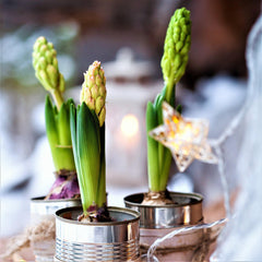 Gypsy Queen Hyacinth Bulbs Blooms Species Growing Bonsai Roots Rhizomes Corms Tubers Potted Planting Reblooming Fragrant Garden Flower Seeds Plant Gardening