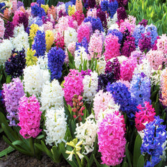 Hyacinth Fragrant Path Mix Bulbs Blooms Species Growing Bonsai Roots Rhizomes Corms Tubers Potted Planting Reblooming Fragrant Garden Flower Seeds Plant Gardening