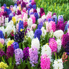 Hyacinth Fragrant Path Mix Bulbs Blooms Species Growing Bonsai Roots Rhizomes Corms Tubers Potted Planting Reblooming Fragrant Garden Flower Seeds Plant Gardening