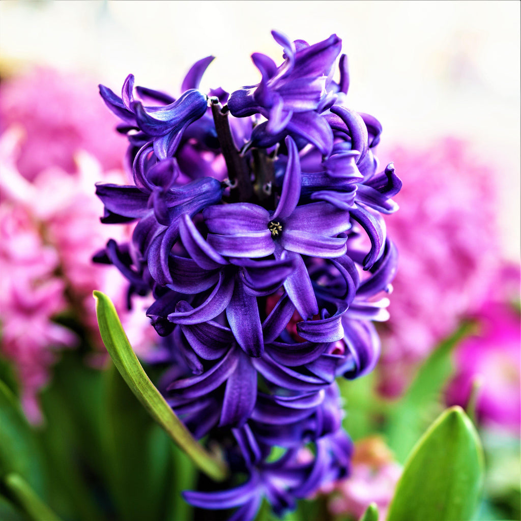 Peter Stuyvesant Hyacinth Bulbs Blooms Species Growing Bonsai Roots Rhizomes Corms Tubers Potted Planting Reblooming Fragrant Garden Flower Seeds Plant Gardening