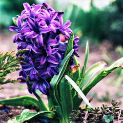 Peter Stuyvesant Hyacinth Bulbs Blooms Species Growing Bonsai Roots Rhizomes Corms Tubers Potted Planting Reblooming Fragrant Garden Flower Seeds Plant Gardening
