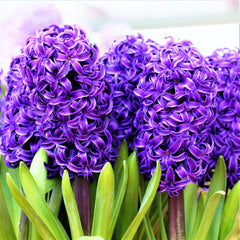 Peter Stuyvesant Hyacinth Bulbs Blooms Species Growing Bonsai Roots Rhizomes Corms Tubers Potted Planting Reblooming Fragrant Garden Flower Seeds Plant Gardening