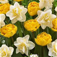 Moon and Stars Blend - Tulip Bulbs & Daffodil Blend Blooms Species Growing Bonsai Roots Rhizomes Corms Tubers Potted Planting Reblooming Fragrant Garden Flower Seeds Plant - Seedsplant