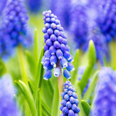 Grape Hyacinth Blue Bulbs Blooms Species Growing Bonsai Roots Rhizomes Corms Tubers Potted Planting Reblooming Fragrant Garden Flower Seeds Plant Gardening