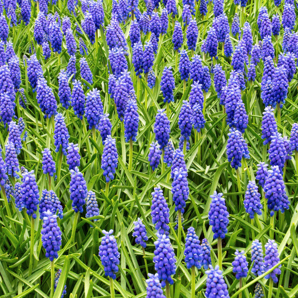 Grape Hyacinth Blue Bulbs Blooms Species Growing Bonsai Roots Rhizomes Corms Tubers Potted Planting Reblooming Fragrant Garden Flower Seeds Plant Gardening