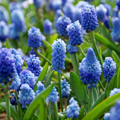 Grape Hyacinth Azureum Bulbs Blooms Species Growing Bonsai Roots Rhizomes Corms Tubers Potted Planting Reblooming Fragrant Garden Flower Seeds Plant Gardening